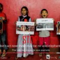 kill the trade that kills the elephant 2