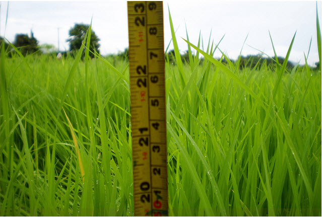 ภาพจาก http://www.flickr.com/photos/vscript/4868929451/