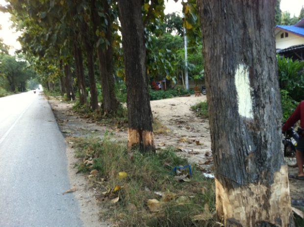 ต้นสักอายุกว่า 80 ปี 2 ข้างทางบนถนนสาย12ตาก - สุโขทัย กำลังถูกตัด
