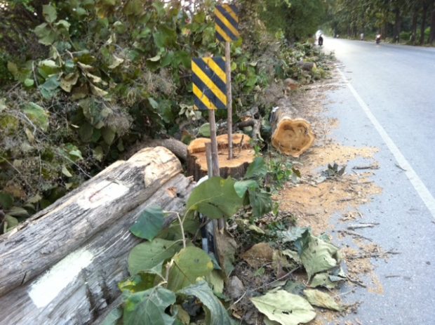 ต้นสักอายุกว่า 80 ปี 2 ข้างทางบนถนนสาย12ตาก - สุโขทัย กำลังถูกตัด