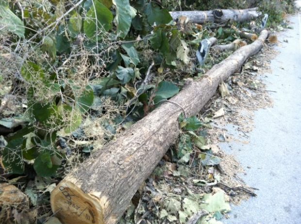 ต้นสักอายุกว่า 80 ปี 2 ข้างทางบนถนนสาย12ตาก - สุโขทัย กำลังถูกตัด 