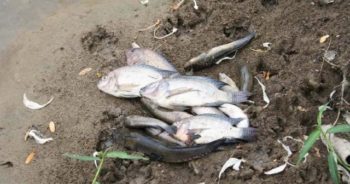 ชาวบ้านชุมชนตากวน-อ่าวประดู่ เขตเทศบาลเมืองมาบตาพุด อ.เมือง จ.ระยอง แจ้งว่ามีปลาตายจำนวนมากในคลองห้วยใหญ่ เมื่อ 11 พฤศจิกายน 2553 ที่มาภาพ : http://www.matichon.co.th/online/2010/11/12894621971289462239l.jpg
