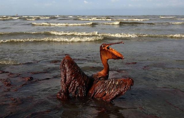 bp oil spill ที่มาภาพ : http://katysexposure.files.wordpress.com