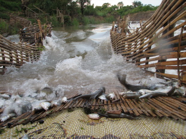 หลี่ เครื่องมือจับปลาในแม่น้ำโขงของลาว ที่มาภาพ : http://transbordernews.in.th