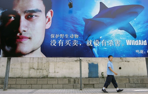 เหยา หมิง อดีตดาราบาสเกตบอลชาวจีนรณรงค์ไม่กินหูฉลาม ที่มาภาพ : http://images.thaiza.com/34/34_20110923131134.jpeg