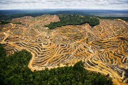 สภาพป่าไม้ในรัฐซาราวักซึ่งถูกถางเพื่อทำไร่ปาล์มน้ำมัน ที่มาภาพ: http://understory.ran.org/wp-content/uploads/2010/10/Oil-palm-plantation-in-Sarawak.-Photo-by-Mattias-Klum.jpg
