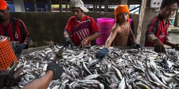 ที่มาภาพ : http://static2.businessinsider.com/image/54ef0cc86bb3f7fe3786bcc9/the-worlds-third-largest-seafood-exporter-has-a-slavery-problem.jpg