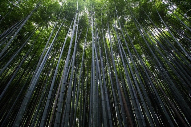 ที่มาภาพ :  https://pixabay.com/en/plants-trees-bamboo-slender-thin-731166/