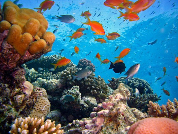 ที่มาภาพ : https://pixabay.com/en/diving-underwater-reef-coral-reef-712634/ 