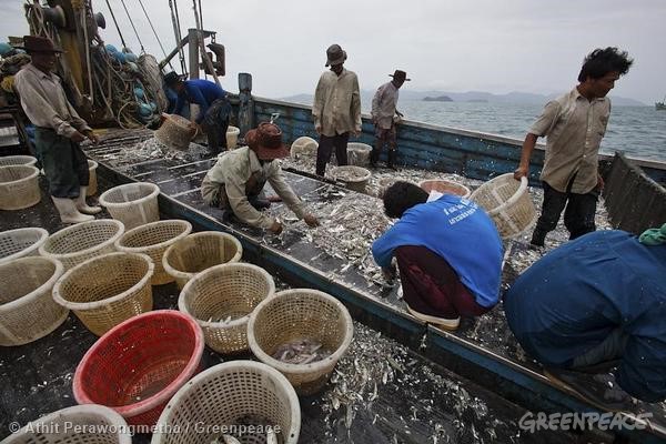 ที่มาภาพ : http://www.greenpeace.org/africa/en/News/Blog/heres-how-well-eradicate-illegal-fishing-in-w/blog/49837/