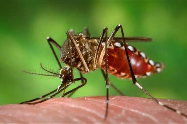 เชื้อไวรัส Zika ที่มาภาพ : http://bethelradio.fm/imagenes/46974329.jpg