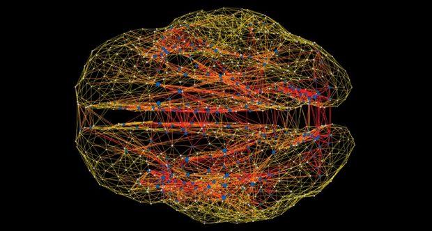 ภาพการเชื่อมต่อของสมอง ที่มาภาพ : https://www.sciencenews.org/article/cataloging-connections