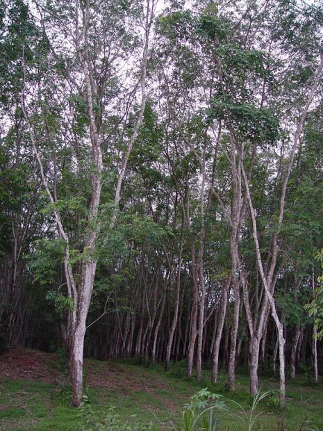 ต้นยางพารา ที่มาภาพ : https://upload.wikimedia.org/wikipedia/commons/thumb/2/2c/Rubber_tree_plantation.JPG/576px-Rubber_tree_plantation.JPG