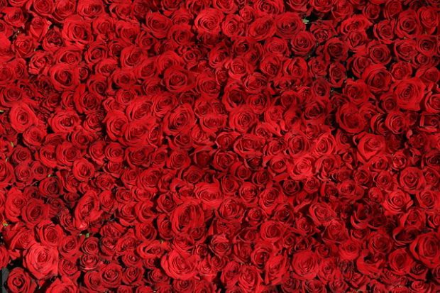 ที่มาภาพ : https://pixabay.com/en/rose-roses-flowers-red-valentine-374318/