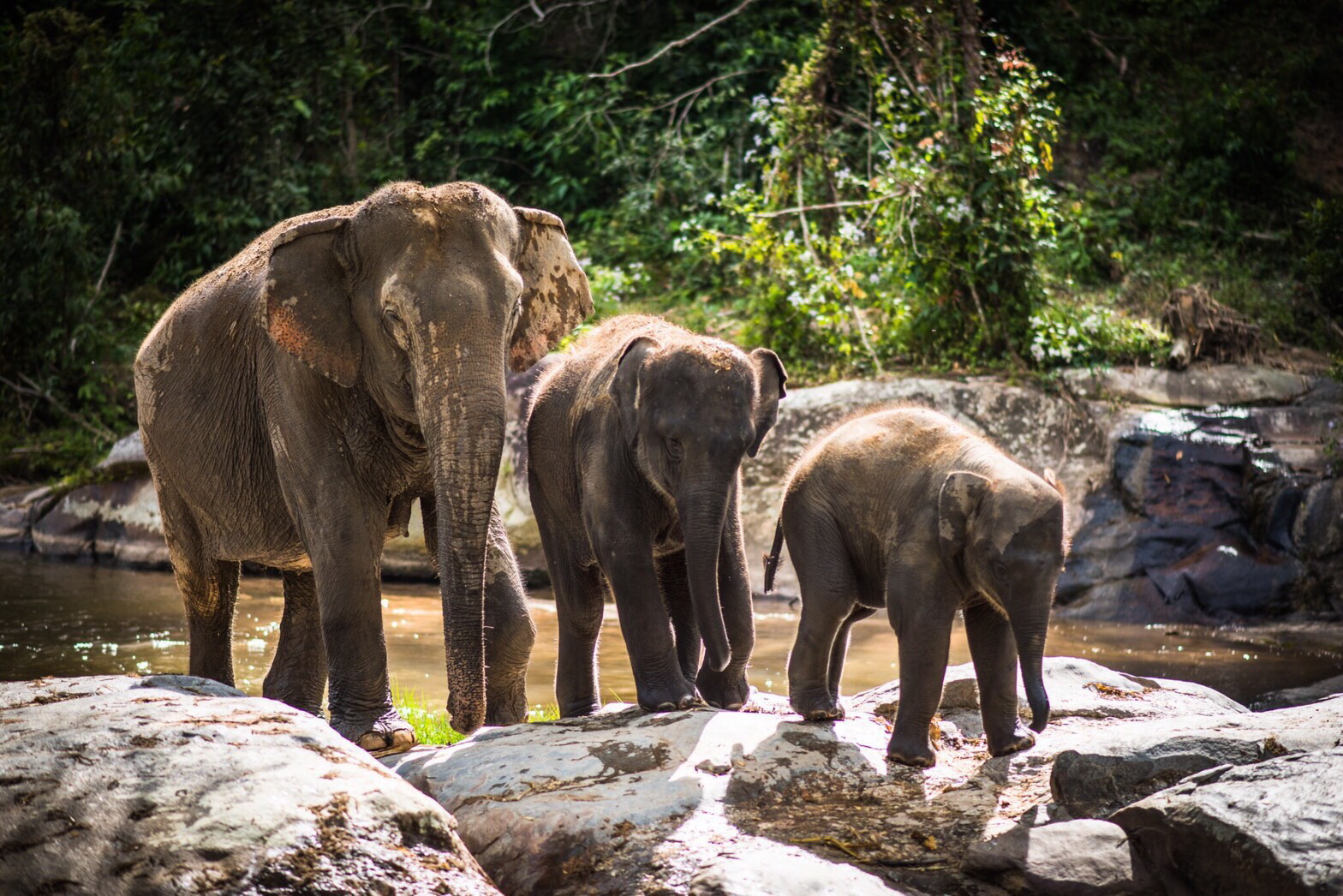 ข้อเท็จจริงน่ารู้เกี่ยวกับช้างป่าของไทย - ThaiPublica