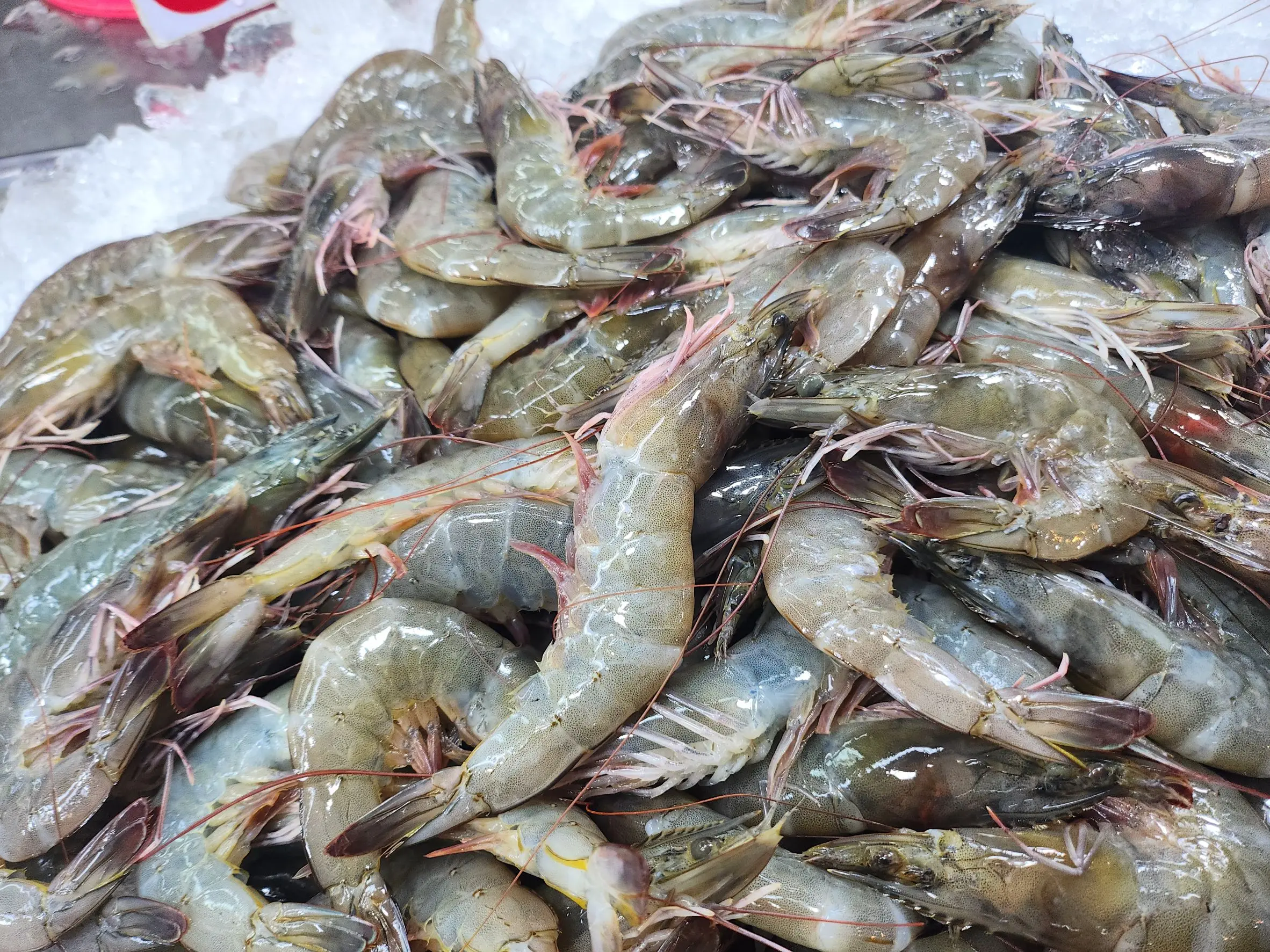 ThaiPublica_shrimp