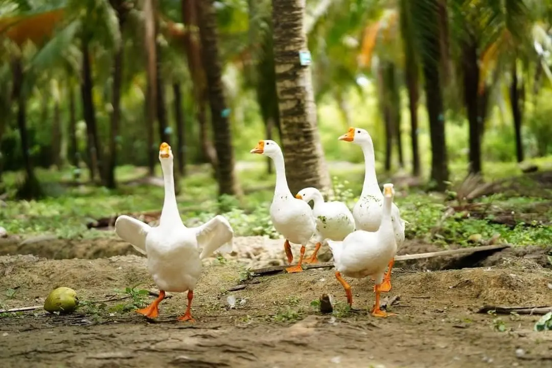 ThaiPublica_Aromatic Farm1