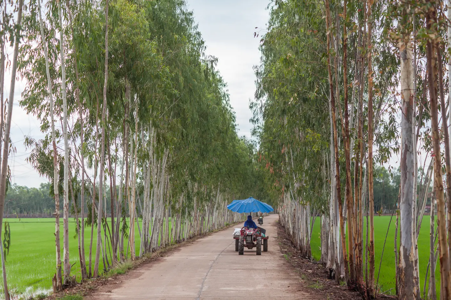 ThaiPublica_SCGP ยูคาลิปตัส